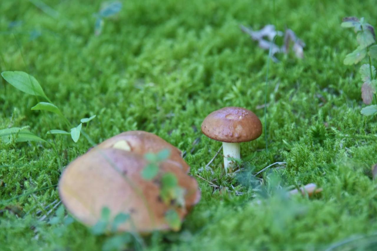 Vila Tauragnas Seimatis Esterno foto